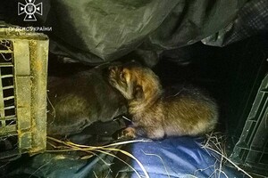Добрые новости: одесские спасатели спасли котенка и щенков фото 1
