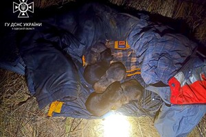Добрые новости: одесские спасатели спасли котенка и щенков фото 2