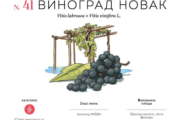 Дунайка и сушеная брынза: какие продукты из Одесской области попали в атлас уникальных продуктов Украины фото 4