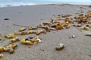 На пляж Одесской области штормом выбросило гигантских рачков фото 1