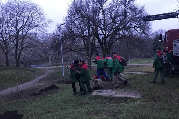 В парке Победы коммунальщики высадили 63 саженцев софоры фото