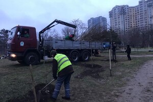 У парку Перемоги комунальники висадили 63 саджанці софори фото 1
