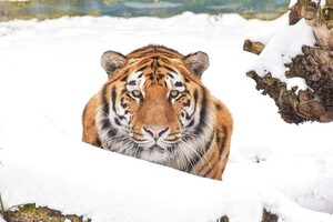 В Одесском зоопарке показали животных в снегу фото 1