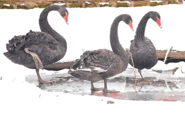 В Одесском зоопарке показали животных в снегу фото 2