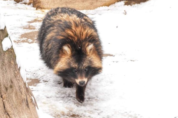 В Одесском зоопарке показали животных в снегу фото 3