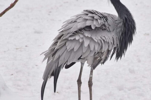 В Одесском зоопарке показали животных в снегу фото 4