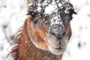 В Одесском зоопарке показали животных в снегу фото 5