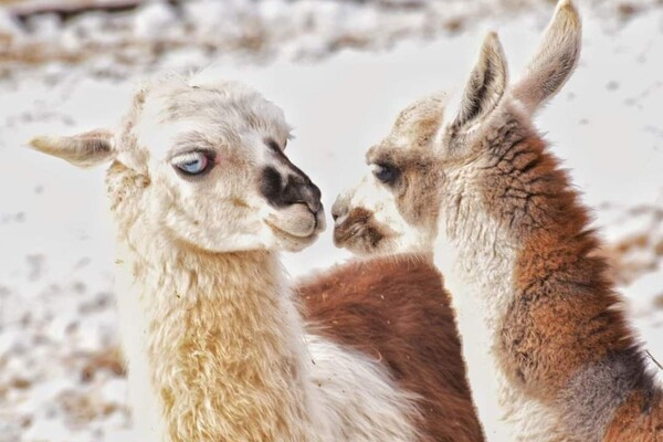 В Одесском зоопарке показали животных в снегу фото 6