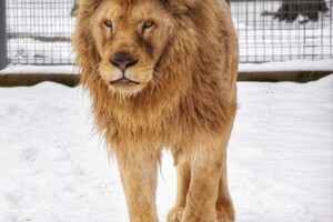 В Одесском зоопарке показали животных в снегу фото 7