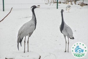 Одесский зоопарк объявил конкурс &quot;Пара года &ndash; 2023&quot; фото 1