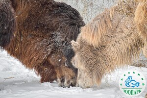 Одесский зоопарк объявил конкурс &quot;Пара года &ndash; 2023&quot; фото 10