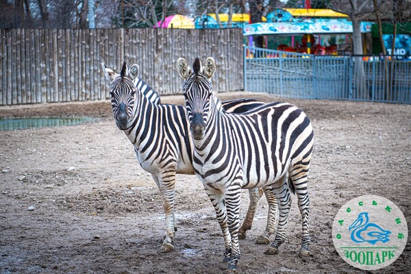 Одесский зоопарк объявил конкурс &quot;Пара года &ndash; 2023&quot; фото 12