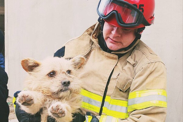 Смертельный пожар и спасение собаки: как прошли сутки у одесских спасателей фото 1