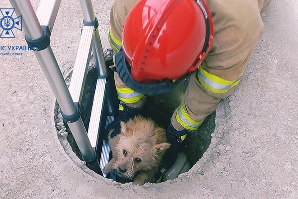 Смертельный пожар и спасение собаки: как прошли сутки у одесских спасателей фото 2