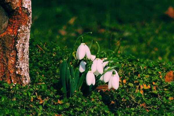 В Одесі цвітуть крокуси та проліски фото 2