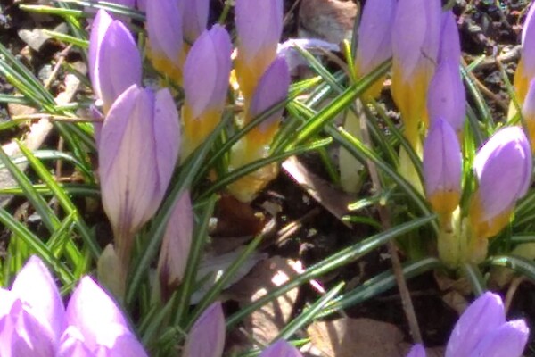 В Одесі цвітуть крокуси та проліски фото 7