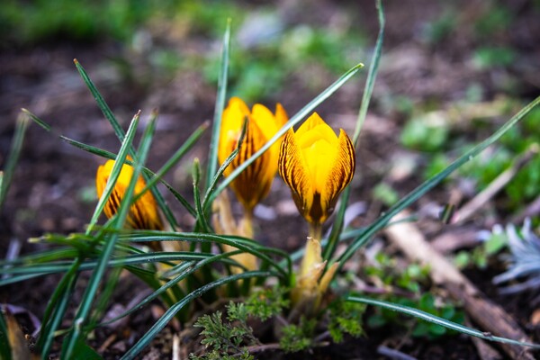 В Одесі цвітуть крокуси та проліски фото 10