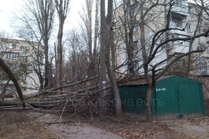 В Одессе начался древопад из-за сильного ветра  фото