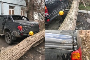 В Одесі почався деревопад через сильний вітер фото 2