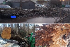 В Одесі почався деревопад через сильний вітер фото 3
