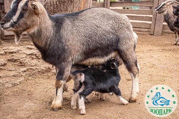 В Одесском зоопарке родились милые козлята и ягнята фото 1