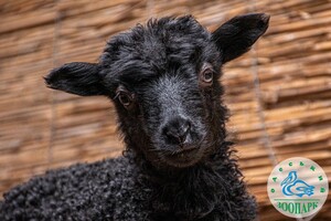 В Одеському зоопарку народилися милі козенята та ягнята фото 2