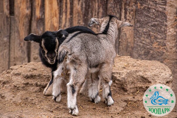 В Одесском зоопарке родились милые козлята и ягнята фото 3