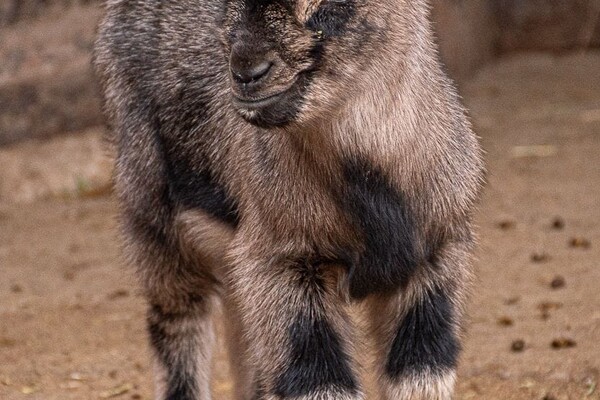 В Одеському зоопарку народилися милі козенята та ягнята фото 4