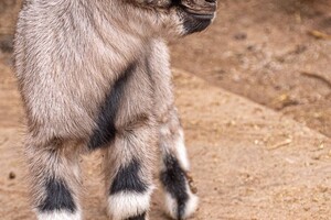 В Одесском зоопарке родились милые козлята и ягнята фото 5