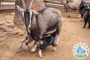 В Одеському зоопарку народилися милі козенята та ягнята фото 6