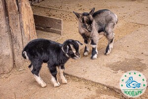 В Одесском зоопарке родились милые козлята и ягнята фото 8