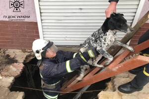 Пожежа в Одесі та допомога собаці в Рені: як минула доба у рятувальників фото