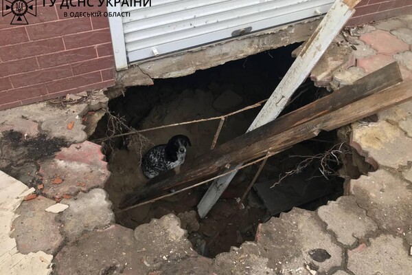 Пожар в Одессе и помощь собаке в Рени: как прошли сутки у спасателей фото 1