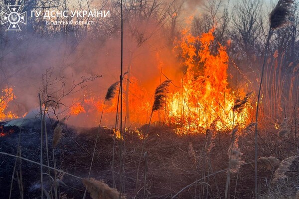 В Суворовском районе Одессы горели поля фильтрации: подробности пожара фото 4