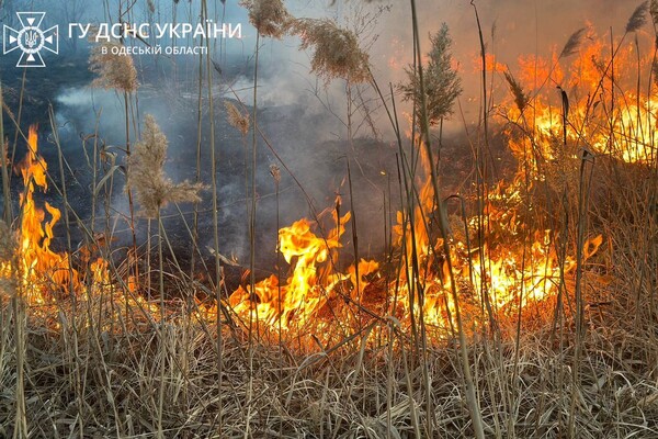 В Суворовском районе Одессы горели поля фильтрации: подробности пожара фото 7