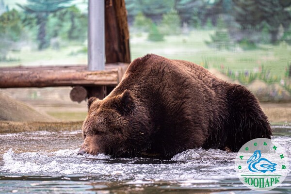 В Одесском зоопарке после зимы проснулись медведи фото