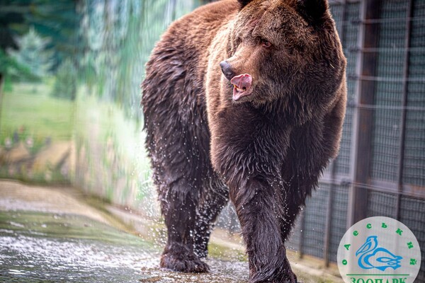 В Одесском зоопарке после зимы проснулись медведи фото 1