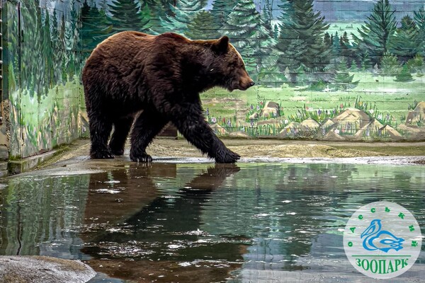 В Одесском зоопарке после зимы проснулись медведи фото 2