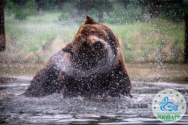 В Одесском зоопарке после зимы проснулись медведи фото 3