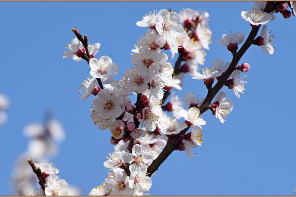 В Одессе начали цвести деревья (фото) фото
