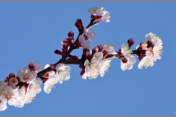 В Одессе начали цвести деревья (фото) фото 1