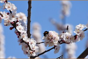 В Одессе начали цвести деревья (фото) фото 2