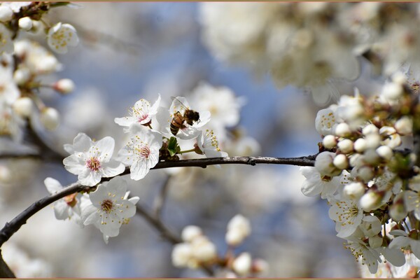 В Одессе начали цвести деревья (фото) фото 3
