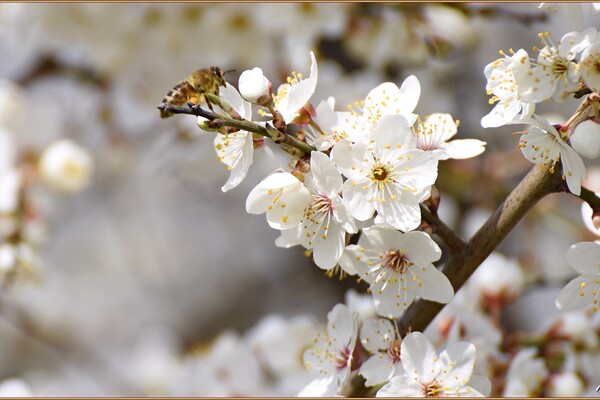 В Одессе начали цвести деревья (фото) фото 5