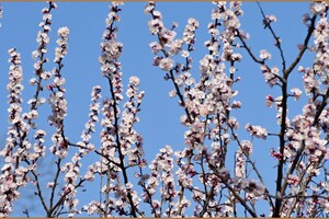 В Одессе начали цвести деревья (фото) фото 7