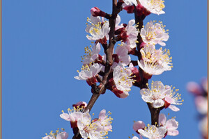 В Одессе начали цвести деревья (фото) фото 8