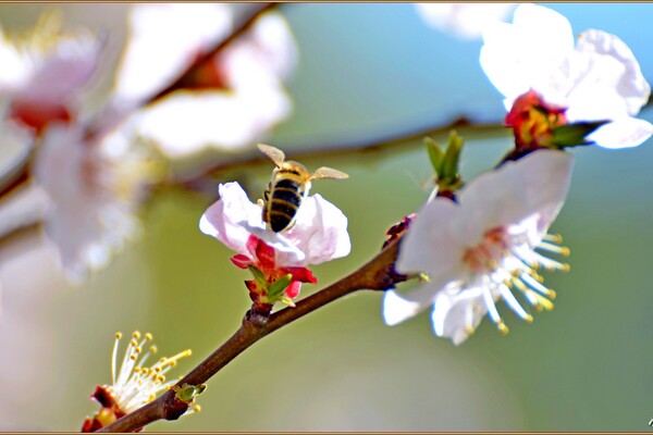 В одесский парк Победы пришла весна: смотри, как это красиво фото
