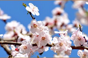 В одесский парк Победы пришла весна: смотри, как это красиво фото 3