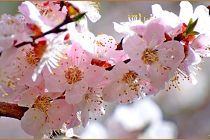В одесский парк Победы пришла весна: смотри, как это красиво фото 6