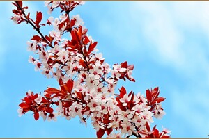 В одесский парк Победы пришла весна: смотри, как это красиво фото 7